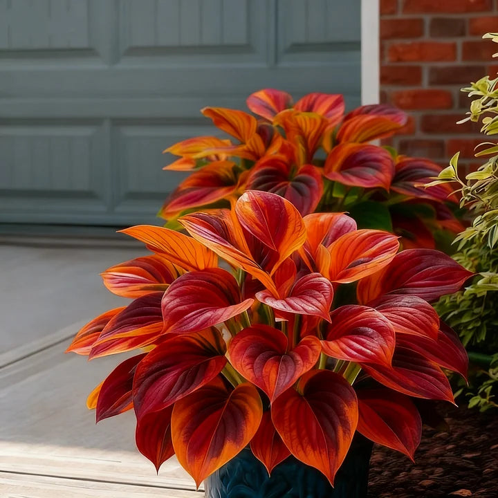 🎉Celebrate America's 250th 🌱Premium Rare Hosta Seeds🌿Shade-Tolerant Plant