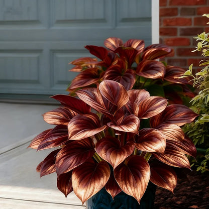 🎉Celebrate America's 250th 🌱Premium Rare Hosta Seeds🌿Shade-Tolerant Plant
