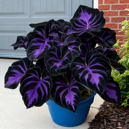 🎉Celebrate America's 250th 🌱Premium Rare Hosta Seeds🌿Shade-Tolerant Plant