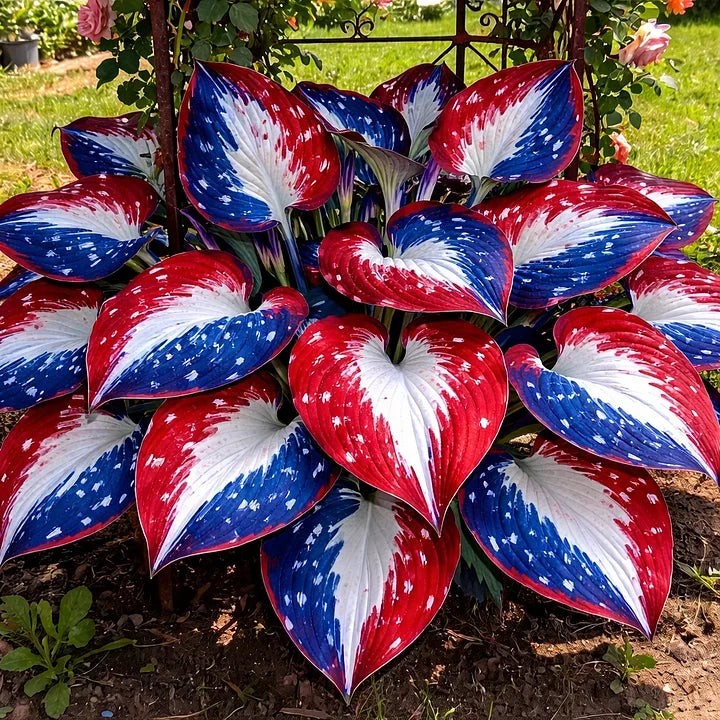 🎉Celebrate America's 250th 🌱Premium Rare Hosta Seeds🌿Shade-Tolerant Plant