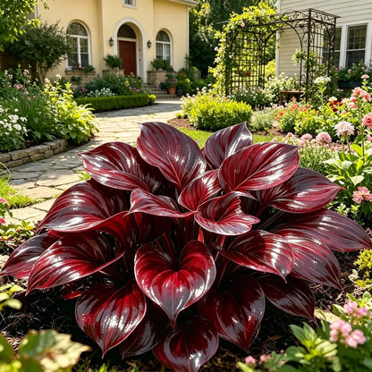 💎 Rare Multi-Color Opal Hosta Seeds – Shimmering Foliage for Elegant Shade Gardens 🌿
