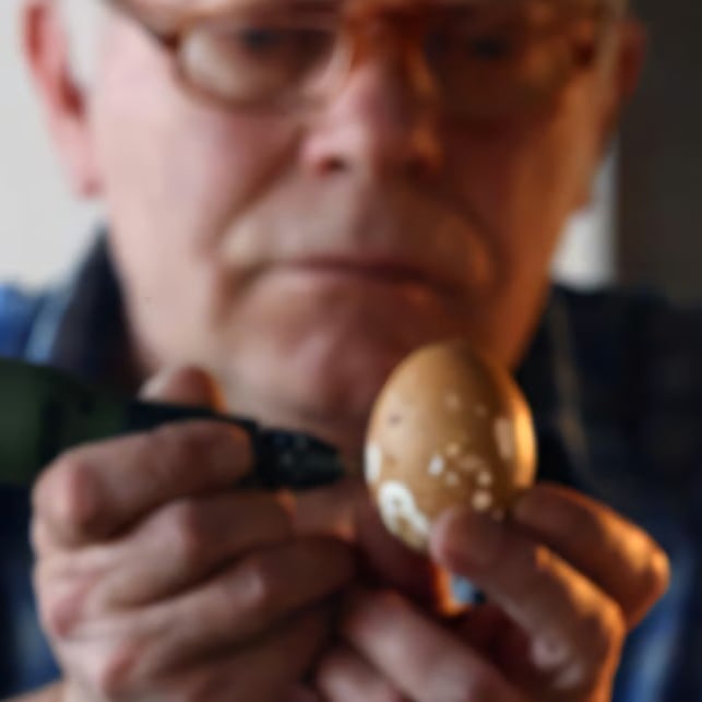 Carved Animal Eggs