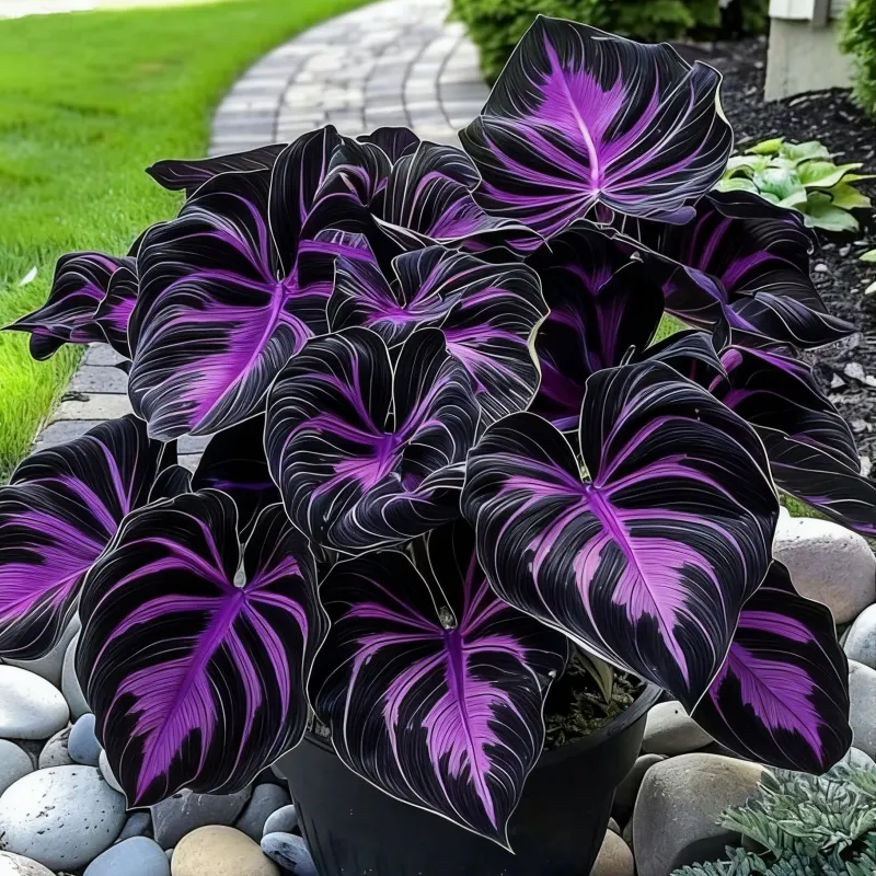 🔥Celebrate America's 250th 🌱Premium Rare Hosta Seeds🌿Shade-Tolerant Plant