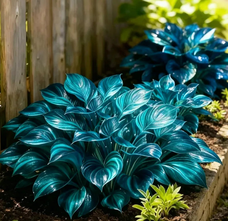 💎 Rare Multi-Color Opal Hosta Seeds – Shimmering Foliage for Elegant Shade Gardens 🌿